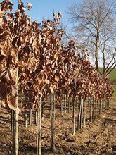 Quercus x 'Pondain'