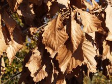 Quercus x 'Pondain'