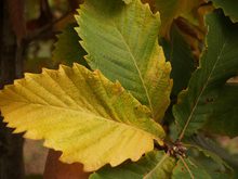 Quercus x 'Pondain'