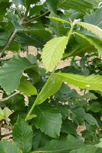 Quercus x 'Pondain'