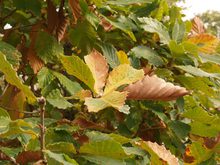 Quercus x 'Pondain'