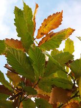 Quercus x 'Pondain'