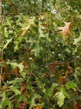Quercus x bushii