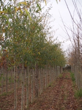 Quercus x capesii