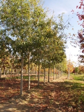 Quercus x capesii