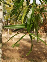 Quercus x capesii