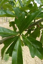 Quercus x capesii