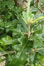 Quercus x hispanica 'Diversifolia'