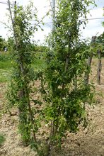 Quercus x hispanica 'Diversifolia'