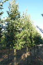 Quercus x hispanica 'Wageningen'