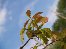 Quercus x jackiana