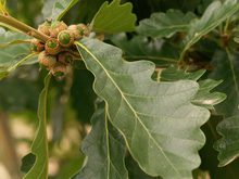 Quercus x vilmoriniana