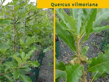 Quercus x vilmoriniana