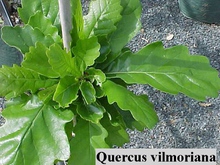 Quercus x vilmoriniana