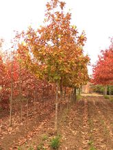 Quercus x vilmoriniana