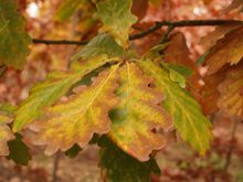 Quercus x vilmoriniana