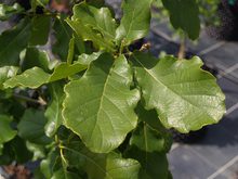 Quercus x warburgii
