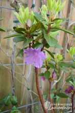 Rhododendron hybrides