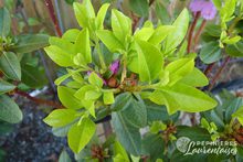 Rhododendron hybrides