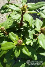 Rhododendron hybrides