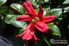 Rhododendron hybrides