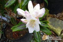 Rhododendron hybrides