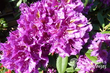 Rhododendron hybrides