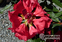 Rhododendron hybrides