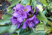 Rhododendron hybrides