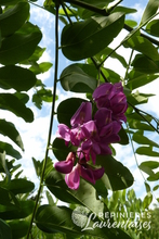 Robinia margaretta 'Casque Rouge' ®