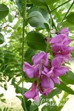 Robinia margaretta 'Casque Rouge' ®