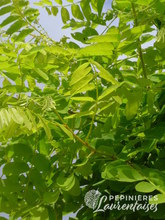 Robinia pseudoacacia 'Frisia'