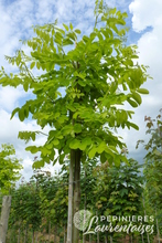 Robinia pseudoacacia 'Frisia'