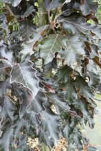 Fagus sylvatica 'Rohanii'