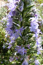 Rosmarinum officinalis 'Pointe du Raz'