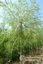 Salix babylonica 'Aurea'