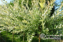 Salix integra 'Hakuro Nishiki'