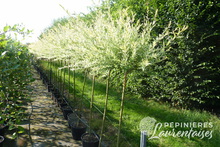 Salix integra 'Hakuro Nishiki'