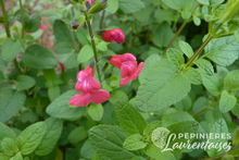 Salvia microphylla (S. Grahamii)