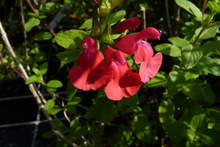 Salvia microphylla (S. Grahamii)