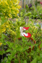 Salvia microphylla 'Hotlips'