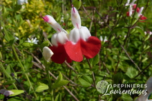 Salvia microphylla 'Hotlips'