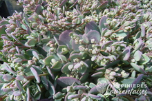 Sedum cauticola 'Lidakense'