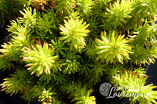 Sedum reflexum 'Angelina'