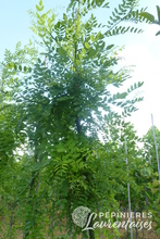 Sophora japonica