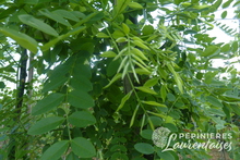 Sophora japonica
