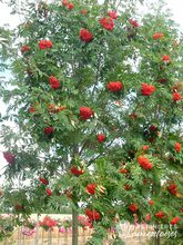 Sorbus aucuparia