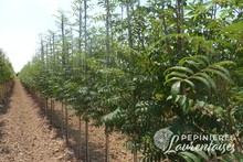 Sorbus aucuparia