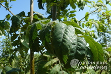 Sorbus domestica