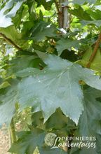 Sorbus torminalis